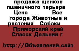 продажа щенков пшеничного терьера › Цена ­ 35 000 - Все города Животные и растения » Собаки   . Приморский край,Спасск-Дальний г.